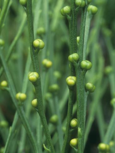 Whisk Fern