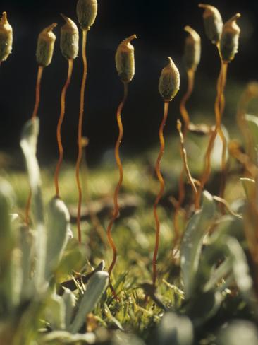 moss sporophyte capsule