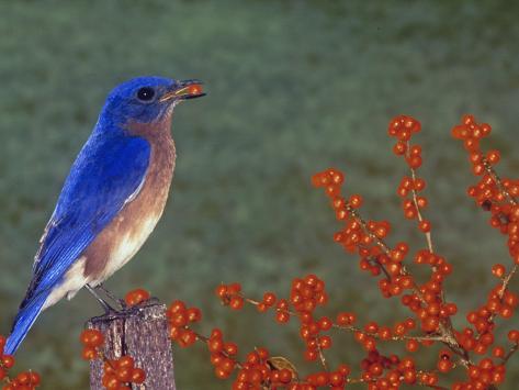 male eastern bluebird sialia sialis eating a red berry male eastern bluebird sialia sialis eating a red berry