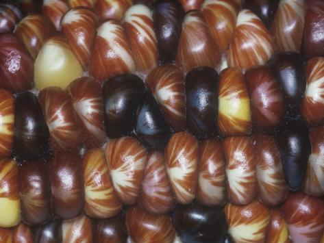 Indian Corn Cob Close-Up Showing Color Variation of Seeds, Zea Mays Photographic Print