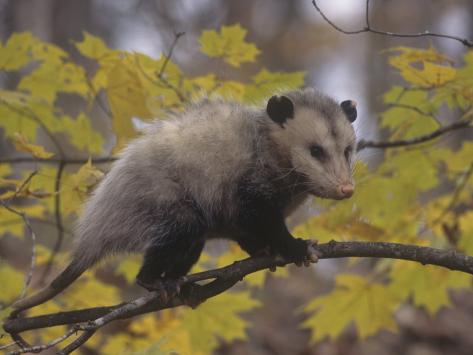 writing a woodland habitat essay writing a woodland habitat essay