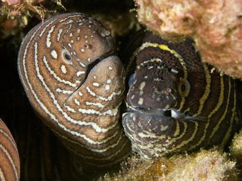 hawaiian zebra moray