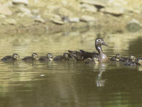 Duck Imprinting