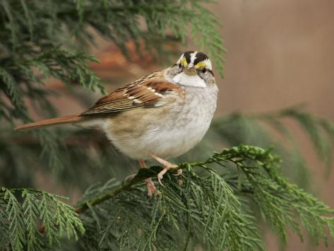  - john-cornell-white-throated-sparrow-zonotrichia-albicollis-north-america