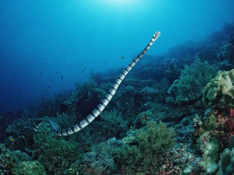 Snake Women Indonesia