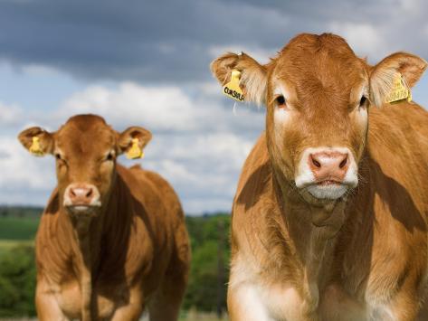 Faces of Limousin Calves with Ear Tags for Identification, England Photographic Print