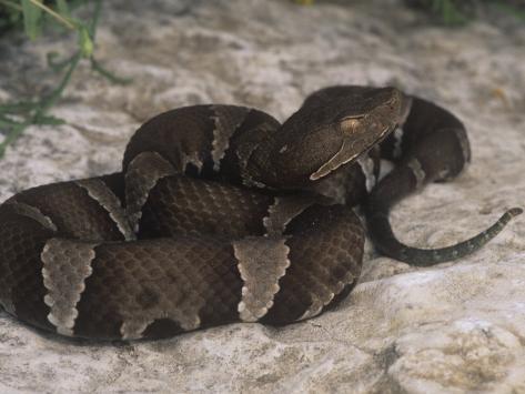 texas copperhead