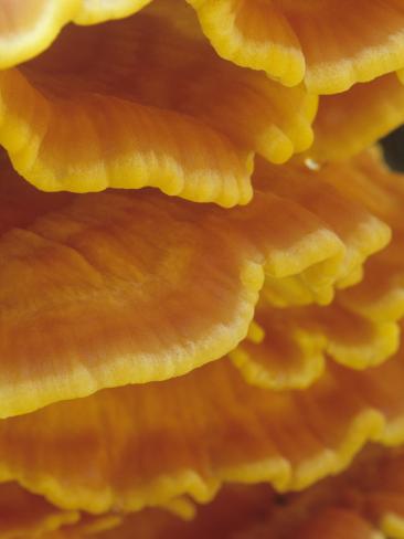 Close-Up of the Chicken Mushroom, Laetiporus Sulphureus, Growing on a Red Oak Tree, North America Photographic Print