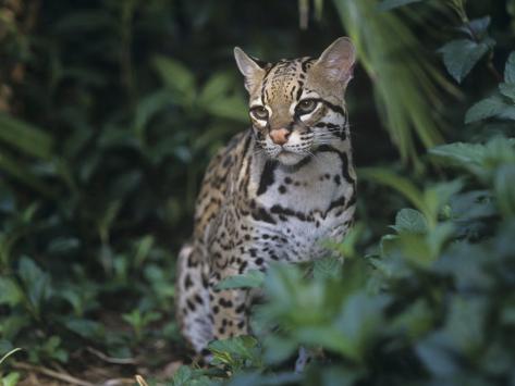 Wild Cat Ocelot
