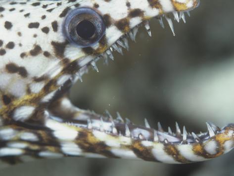 Brazilian Dragon Eel