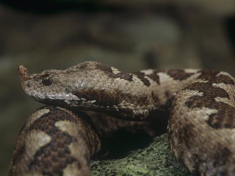 Asian Sand Viper