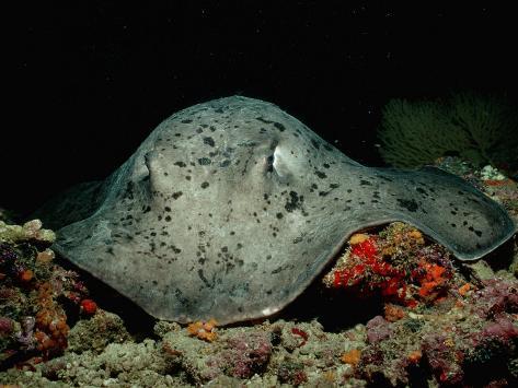 Black Stingray