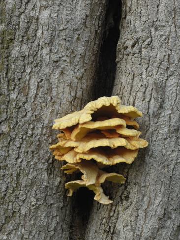 Chicken of the Woods or Sulphur Polypore Mushrooms (Laetiporus Sulphureus) Growing on a Live Oak Photographic Print