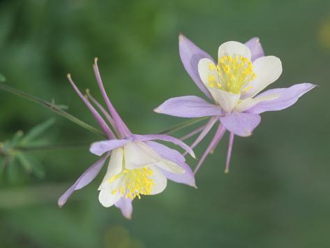 Blue Columbine, Aquilegia Corerulea, Colorado State Flower, Gunnison National Forest, USA Photographic Print