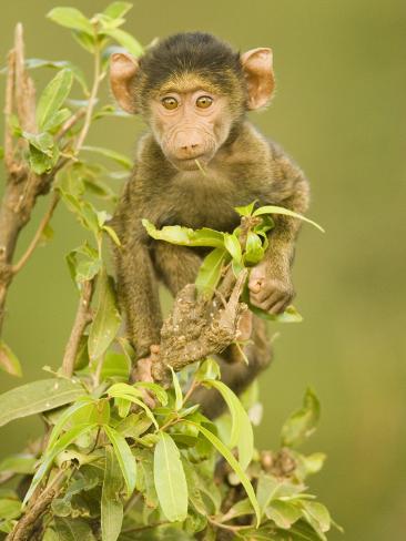 Baby Olive Baboon