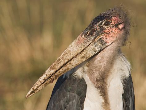 arthur-morris-marabou-stork-bill-and-hea