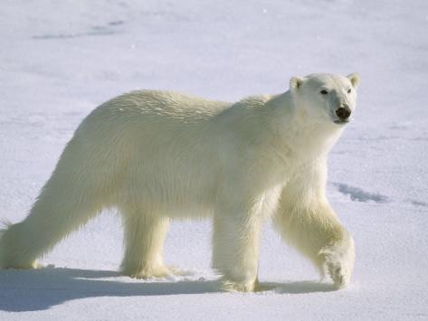 walking polar bear