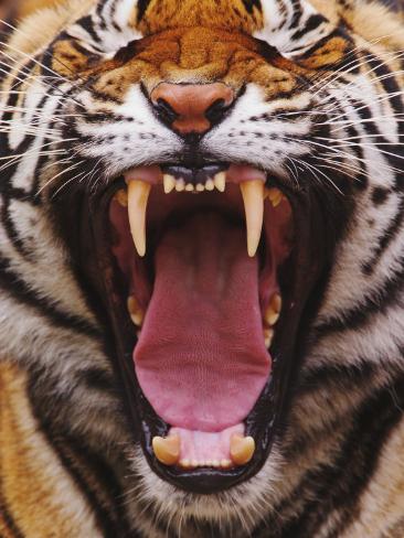 Bengal Tigers Teeth