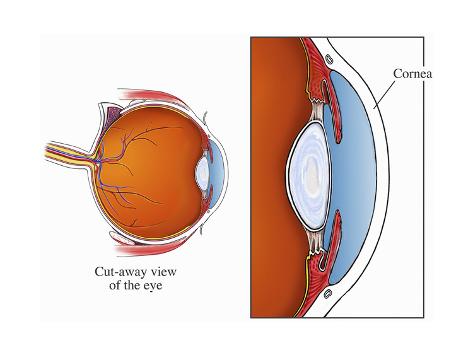 Human Eye Cornea