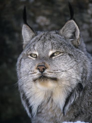 cheryl-ertelt-canada-lynx-face-lynx-canadensis-north-america.jpg