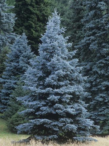 Colorado Blue Spruce 6