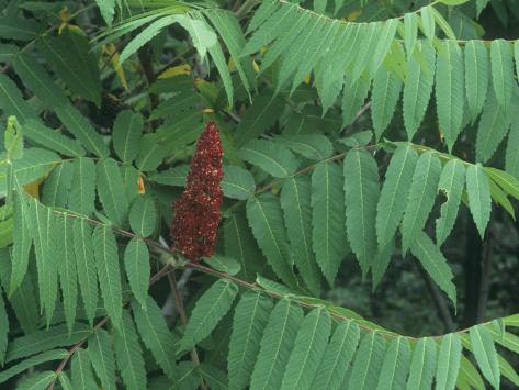 sumac flower