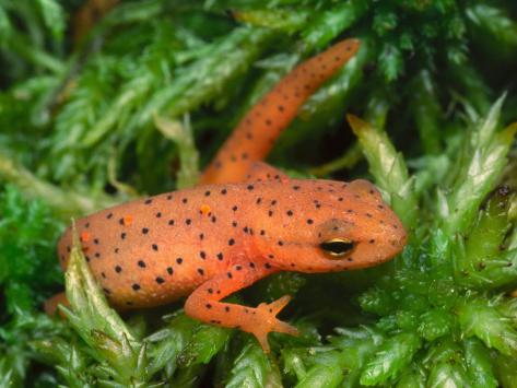 Eastern Newt Eft or Terrestrial Stage (Notophthalmus Viridescens), Eastern North America Photographic Print