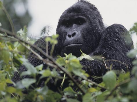 gorillas an endangered species gorillas an endangered species