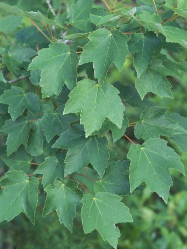 maple tree nc leaves of maple tree acer rubrum carolina usa photographic print by david sieren maple tree nc leaves of maple tree acer rubrum carolina usa photographic print by david sieren