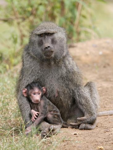 Baby Olive Baboon