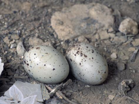 turkey vulture cathartes aura nest with two eggs turkey vulture cathartes aura nest with two eggs