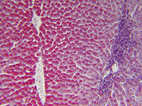 rencontre gratuit togo