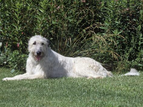 Irish Wolfhound Breed of Domestic Dog Photographic Print Irish Wolfhound Breed of Domestic Dog Photographic Print