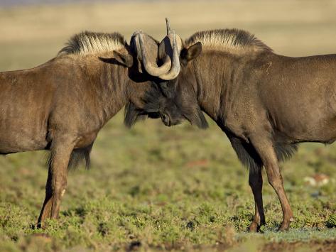 james-hager-two-black-wildebeest-fightin