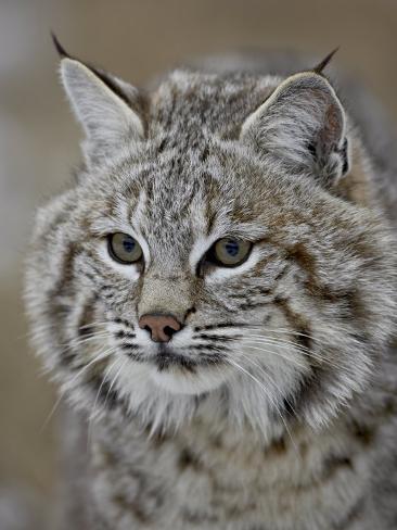 anime bobcat