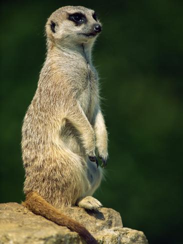 Meerkat on Look-Out, Marwell Zoo, Hampshire, England ...
Meerkat