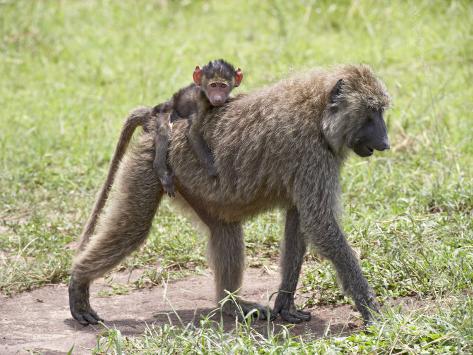 Baby Olive Baboon