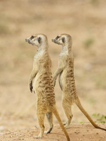Two Meerkat or Suricate, Kgalagadi Transfrontier Park ...
Meerkat