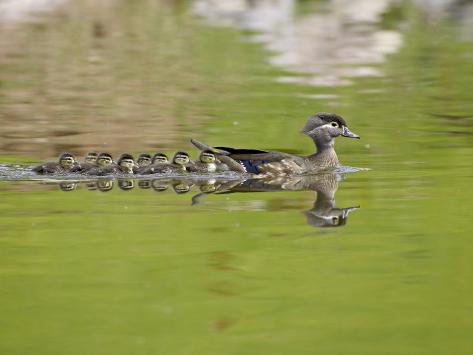  - james-hager-wood-duck-hen-and-ducklings-swimming-arapahoe-county-colorado-usa