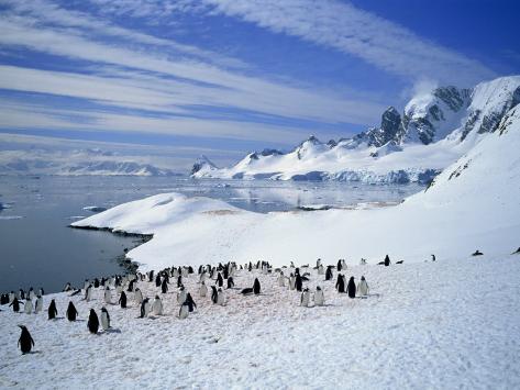Scientists Discover Rare Interstellar Radioactive Material in Antarctic Snow Renner-geoff-gentoo-penguins-stand-on-snow-on-the-shore-along-the-coast-of-the-antarctic-peninsula-antarctica
