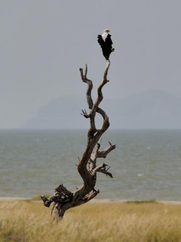 lake turkana fish