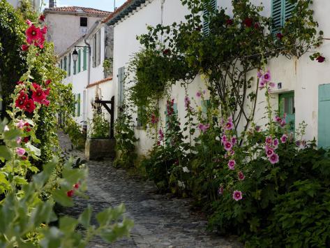 chat charente maritime