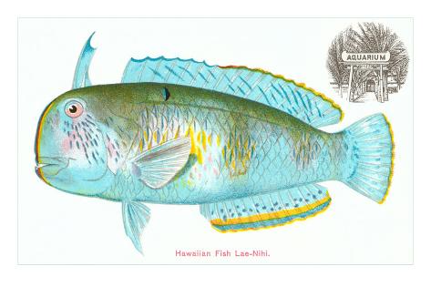 Hawaii Fish Poster