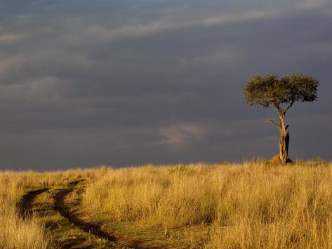 thorn acacia tree
