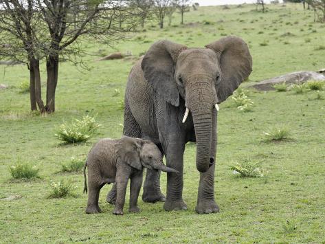 http://imgc.allpostersimages.com/images/P-473-488-90/38/3856/QPPYF00Z/posters/adam-jones-female-african-elephant-with-baby-serengeti-national-park-tanzania.jpg