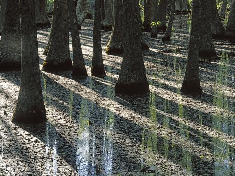 Water Tupelo Trees