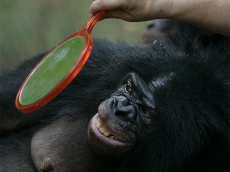 randy-olson-bonobo-looking-in-a-mirror-at-a-language-research-center.jpg