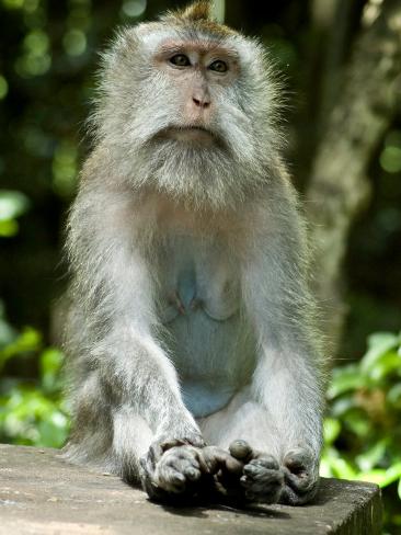 Trance Monkey