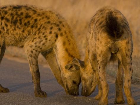 animated laughing hyena