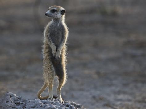 Meerkat (Suricatta Suricatta) Standing Up Photographic ...
Meerkat